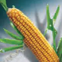 Семена кукурузы, делитоп